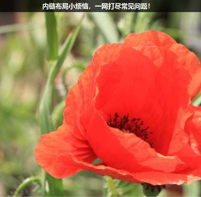 內(nèi)鏈布局小煩惱,一網(wǎng)打盡常見(jiàn)問(wèn)題!